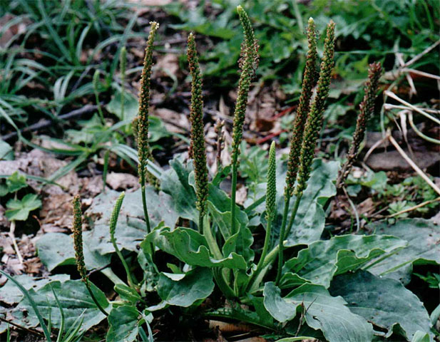 Fagus silvatica