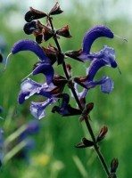 Salvia pratensis