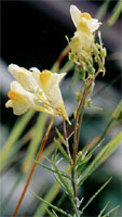 Linaria vulgaris (lnica pospolita)