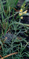 Linaria vulgaris (lnica pospolita)