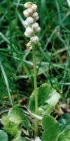 Pyrola minor