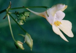 Impatiens parviflora