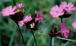 Dianthus carthusianorum