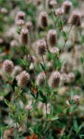 Trifolium arvense