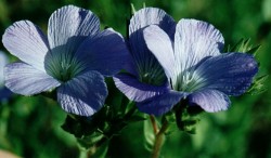 Linum hirsutum