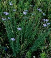 Linum hirsutum