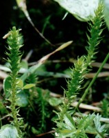 Selaginella selaginoides