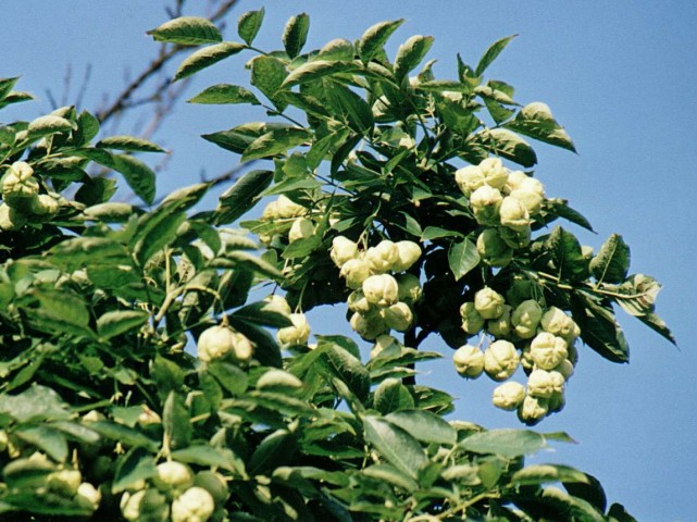 Stophylea pinnata