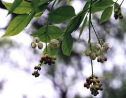 Staphylea pinnata