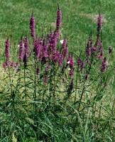 Lythrum salicaria (krwawnica pospolita)