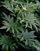 Sambucus ebulus