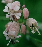 Silene vulgaris (lepnica rozdęta)