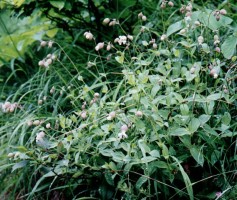 Silene inflata