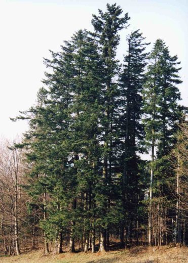 Abies alba