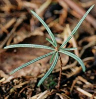 Abies alba