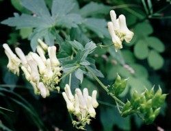 Aconitum lycoctonum ssp. lycoctonum (tojad lisi typowy)