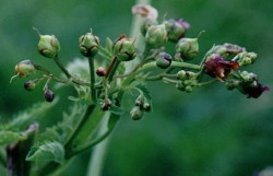 Scrophularia nodosa (trędownik bulwiasty)