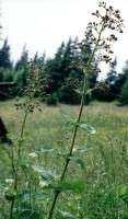 Scrophularia nodosa (trędownik bulwiasty)