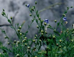 Linum extraaxillare