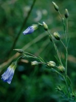 Linum extraaxillare