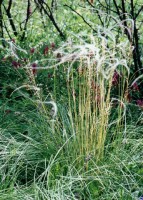 Stipa Joannis