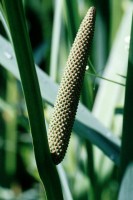 Acorus calamus