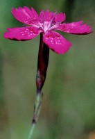 Dianthus deltoides