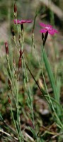 Dianthus deltoides