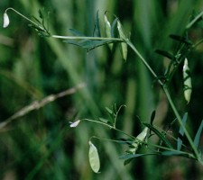 Vicia tetrasperma