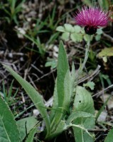 Cirsium pannonicum