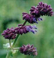 Salvia verticillata