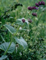 Salvia verticillata