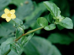 Lysimachia nemorum