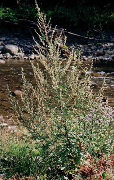 Artemisia vulgaris