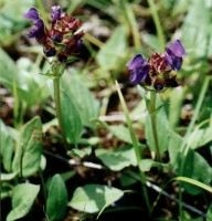 Prunella grandiflora