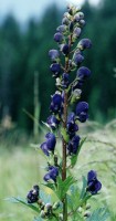 Aconitum firmum