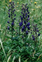 Aconitum firmum