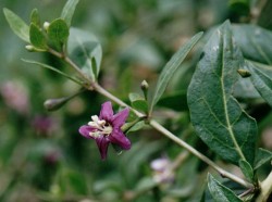 Lycium halinifolium