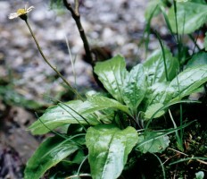 Bellidiastrum michelii