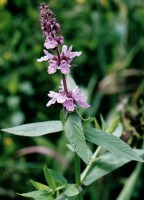 Stachys palustris