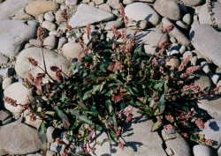 Polygonum persicaria