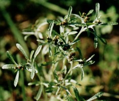 Gnaphalium uliginosum (szarota błotna)