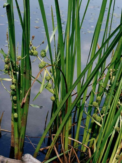 Sparganium erectum