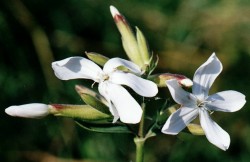 Saponaria officinalis