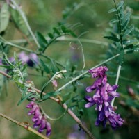 Vicia  cracca