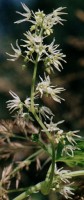 Echinocystis lobata (kolczurka klapowana)