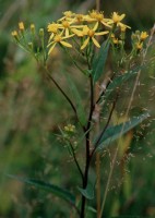 Senecio fuchsii