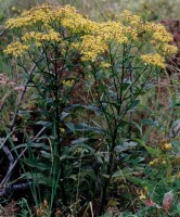 Senecio fuchsii