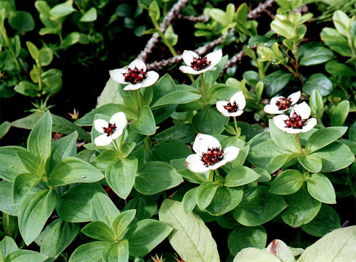 Cornus suecica