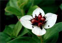 Cornus suecica